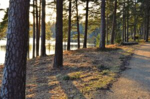 järvi metsä Koli